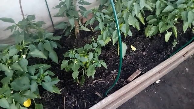 КАК ВЫРАСТИТЬ ОГРОМНЫЙ УРОЖАЙ ПЕРЦА! ОТ А ДО Я смотреть онлайн