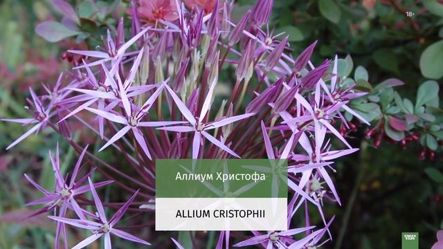 Теневой цветник. Что посадить в тени. смотреть онлайн