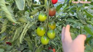 ТОМАТ ДЕ БАРАО ЦАРСКИЙ. ОБЗОР КУСТА И ПОМИДОР ?. ОЧЕНЬ УРОЖАЙНЫЙ СОРТ.