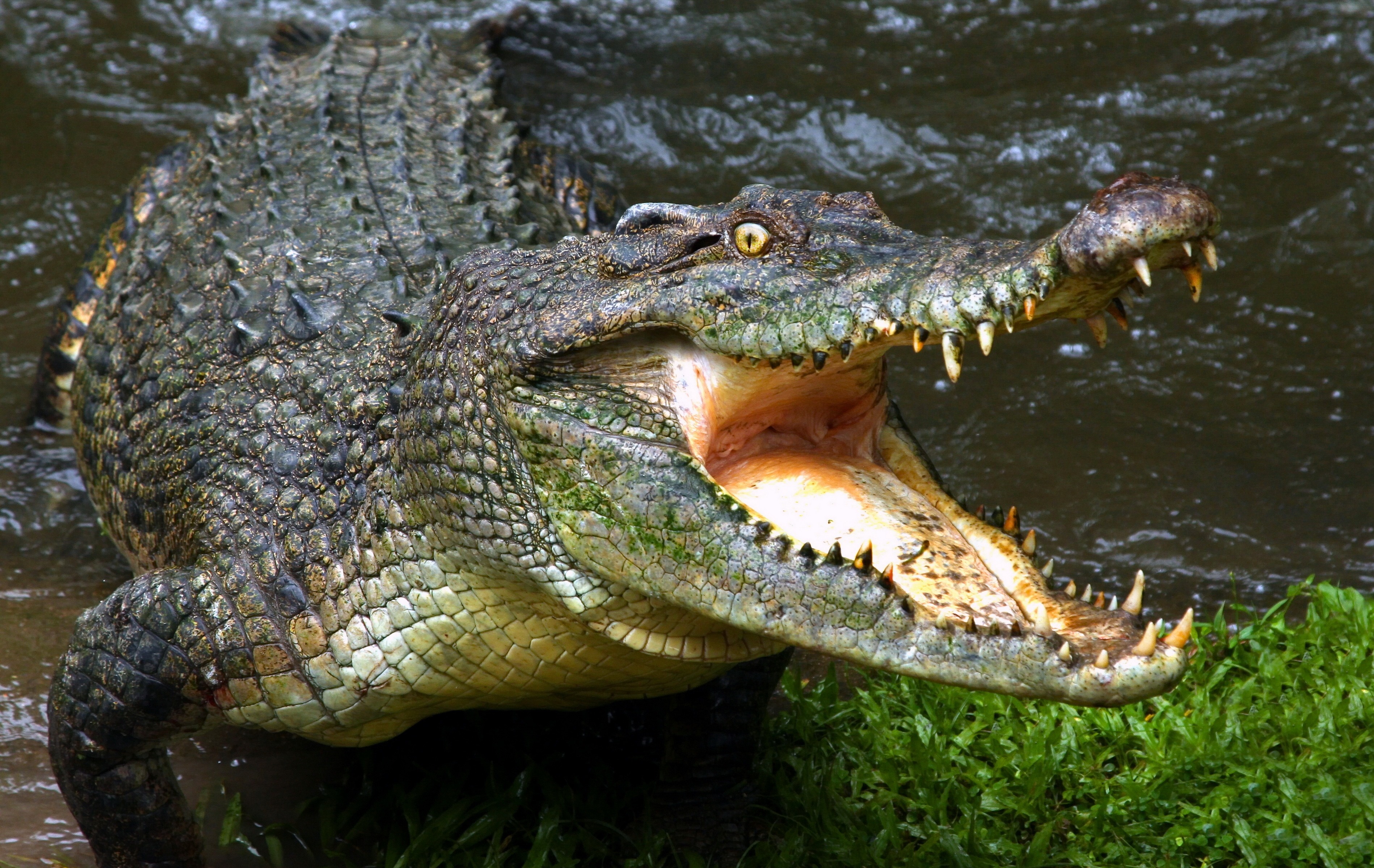 Самый большой аллигатор. Крокодил Аллигатор Кайман гавиал. Австралийский гребнистый крокодил. Нильский крокодил и Аллигатор. Австралийский узкорылый крокодил.