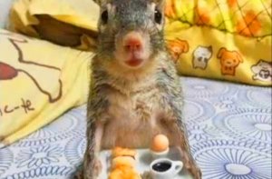 Белочка пришла