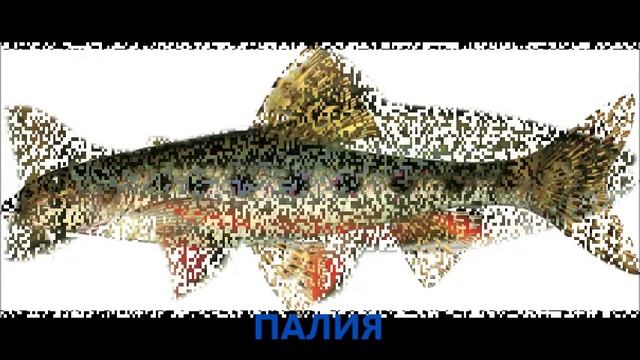 РЫБЫ ОНЕЖСКОГО ОЗЕРА