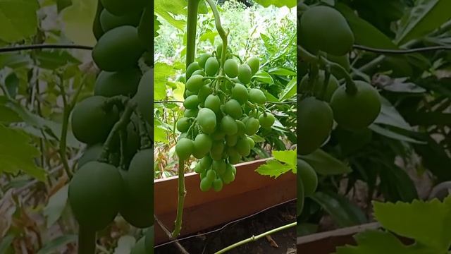 Самый лучший в мире томат 2022 г. !Высокоурожайный и супер сладкий сорт  винограда Кишмиш Лучистый!