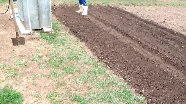 Лук репчатый. Высаживаем севок. смотреть онлайн