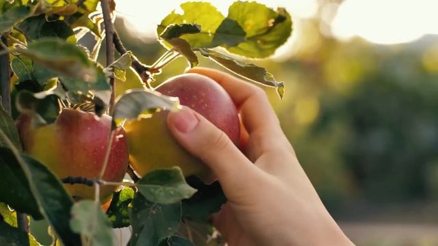 Нужно ли употреблять яблочный уксус? Факты подтвержденные наукой