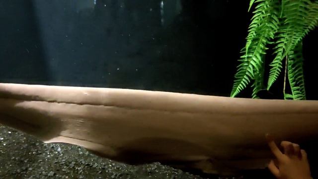 Москвариум / ВДНХ / Наш пятый день  в Москве / смотреть онлайн