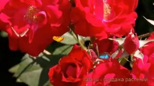 Роза канадская парковая Виннипег Паркс ? обзор: как сажать, саженцы розы Виннипег Паркс