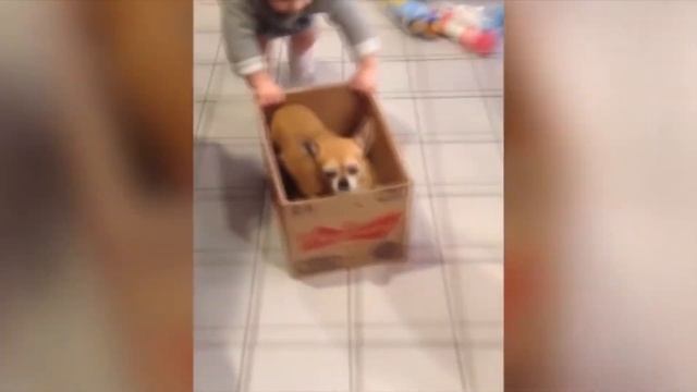 Смешное видео про собак✿Забавные дети и собаки#1 смотреть онлайн