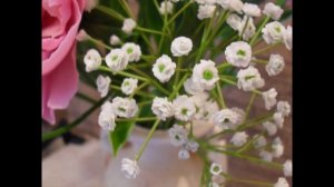 Пионы и из холодного фарфора. Гипсофила из холодного фарфора. Цветы из холодного фарфора.