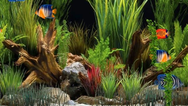 Аквариум с рыбками - вода - пузыри - релакс смотреть онлайн