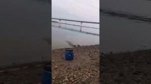 2 октября . Рыбалка на Амурской протоке ! Рыбы много !