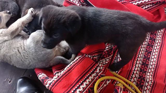 Девочка лабрадор