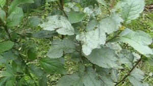 Почему листья на сливе серебристые ?Млечный блеск сливы