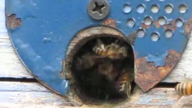 Пчёлы несут в ульи нектар и обножку, 27.09.2021 года, 16:25 дня | Пчеловодство | Beekeeping смотреть онлайн