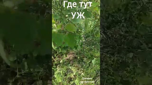 Где УЖ ?  Кто успел увидеть хвост ужа