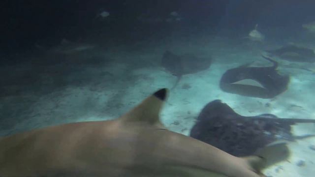 АКУЛЫ И СКАТЫ смотреть онлайн