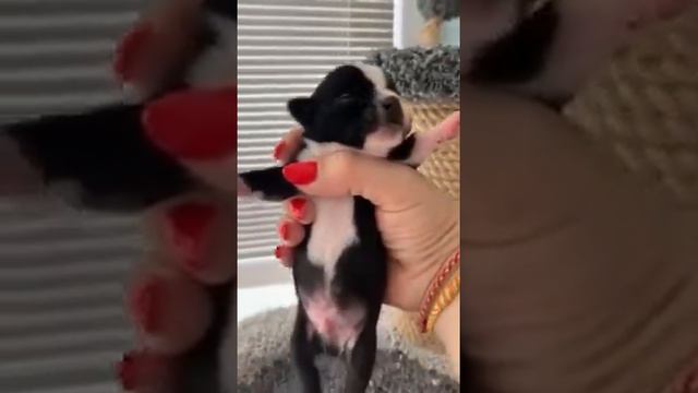Черно белый мальчишечка чихуахуа от Мажора и Кристы Алушта