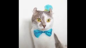 Кинкалоу: описание породы кошек