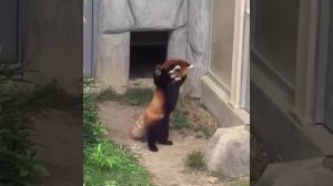 Красная панда в шоке