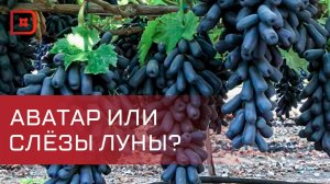В Дагестане проходит уборка ранних сортов винограда
