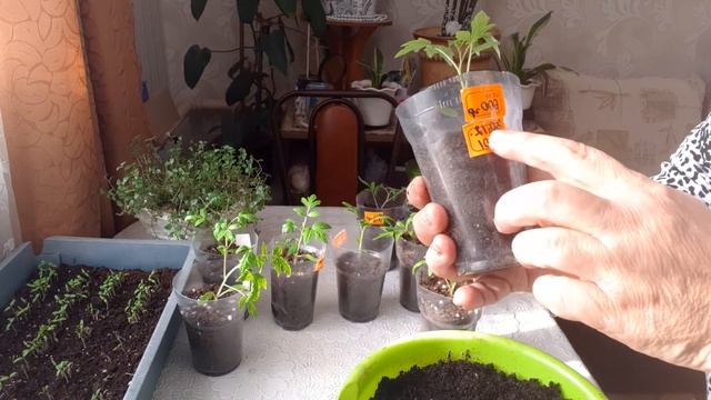 томаты заворачиваю петлей??? смотреть онлайн