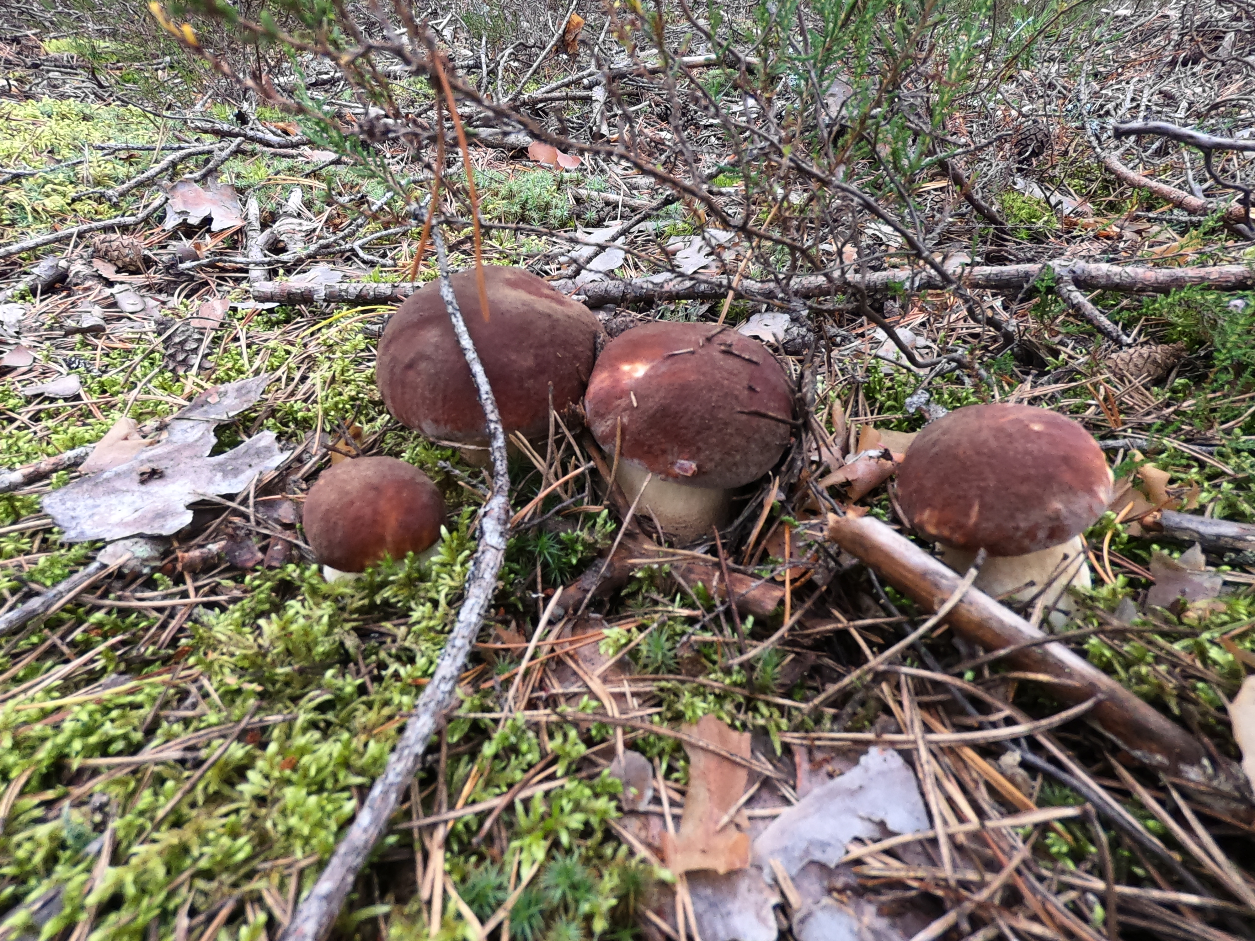Последние новости из леса. Как обстоят дела с грибами в сосновом лесу.