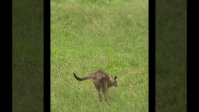 NATURE OF AUSTRALIA THE EASTERN GREY KANGAROO смотреть онлайн