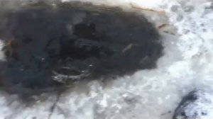 Охота на бобра и лису зимой с проходными капканами и петлями