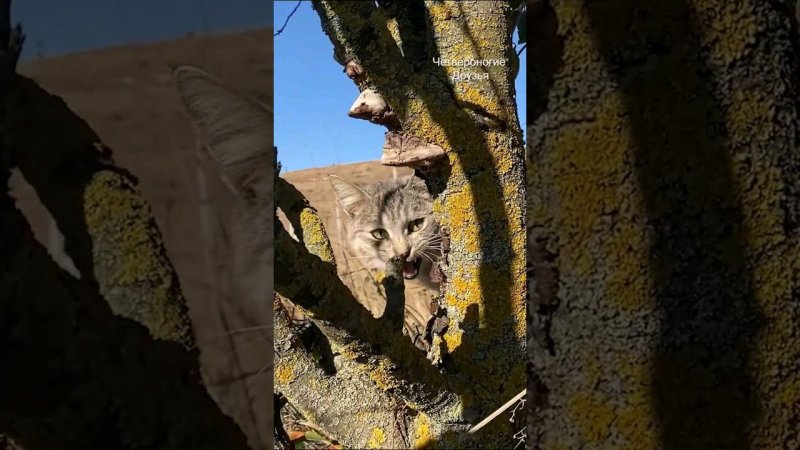 Ужасная Находка в поле кот-инвалид, уже стер свои лапы в кровь