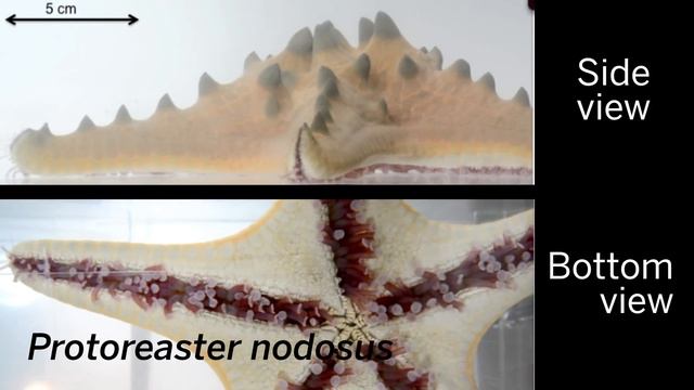 Snippet: Sea stars can coordinate their “feet” to bounce смотреть онлайн
