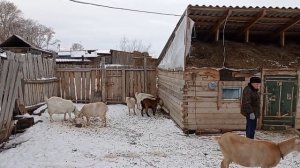 Сухой посол сыра. Козочка поранилась...