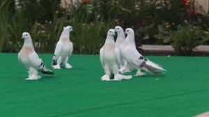 Голуби породы Турецкая такла молодняк