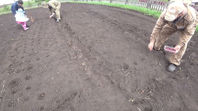 ПОСАДКА ЛУКА СЕВКА И СЕМЕЙНОГО В ОТКРЫТЫЙ ГРУНТ В ДОМАШНИХ УСЛОВИЯХ. смотреть онлайн