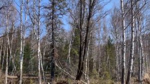 Кемеровская область. Река Урюп.