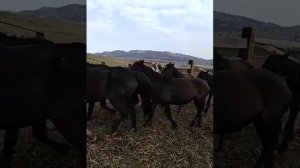 Лошади Кабардинской породы