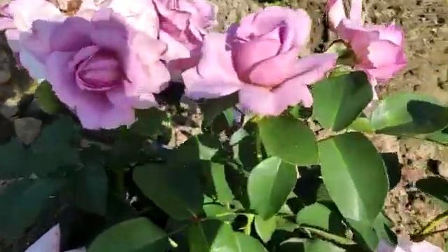 Лав сонг смотреть онлайн