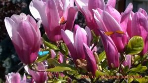 Магнолия гибридный Суланжа Сюзан (magnolia) ? обзор: как сажать, саженцы магнолии Суланжа Сюзан