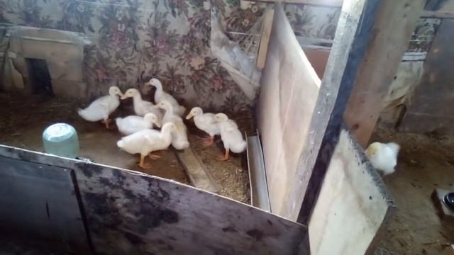 Сравниваем уток и гусей . смотреть онлайн