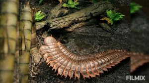 ЖИВОТНЫЕ КАМЕННОУГОЛЬНОГО ПЕРИОДА!