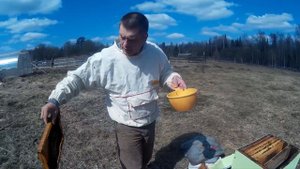 много меда!!!!!! пчелопакеты, пчелы карпатка, пересадка пакета в улья .