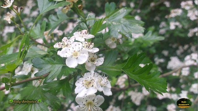 Morning Relaxing Music?? Positive emotions and energy?Enjoy the peace of the morning.relaxambienc