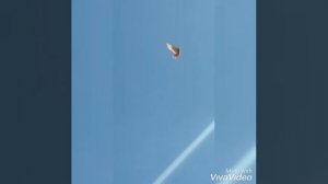 Таджикский бойные голуби разных породы