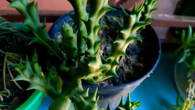 Balcony Garden/ Hanging plant collections/ Fast growing hanging plant/ Best plant for balcony