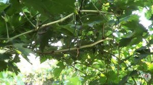 Оидиум на лозе. Обработка Микосаном В. Виноград 2016.