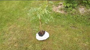 Влог/Дача/Отдых на даче/Шашлыки,баня,бассейн