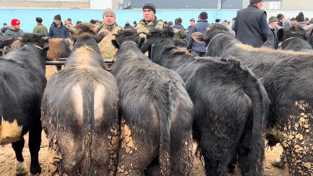 KOMBINAT BOZORI KATTA VA KICHIK BUQALAR NARHLARI. 25,02,2024 .