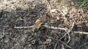 Много грибов! Уже класть не куда... а они попадаются!