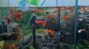 Гуппи породистые. Чистая линия Full Red Albino. Продажа в Сочи...