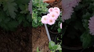 зимовка корейских хризантем на Урале