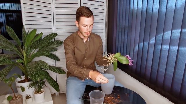 COME CURARE LE ORCHIDEE- tutti i segreti смотреть онлайн